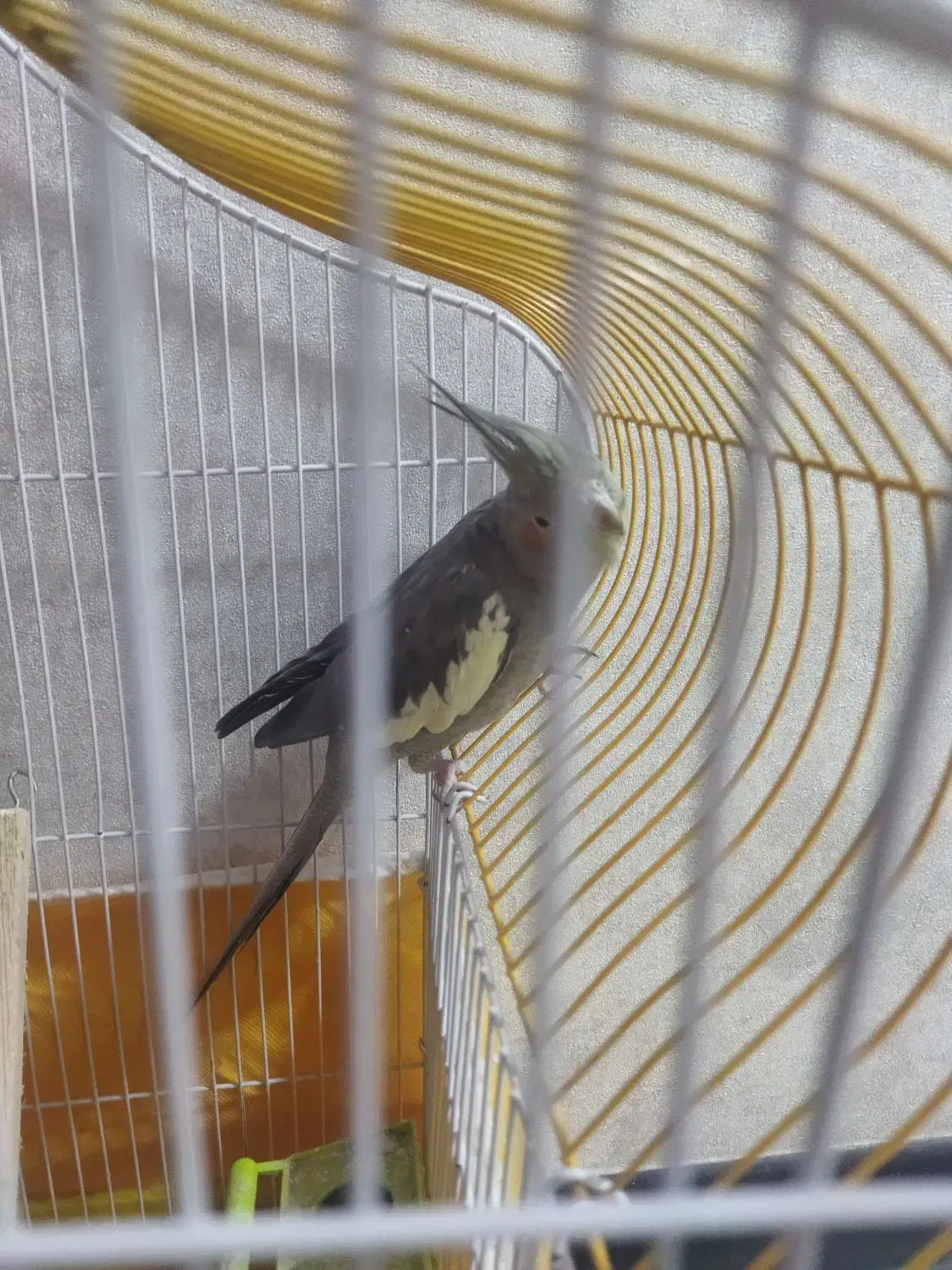 عروس هلندی نر سر حال|پرنده|فولادشهر, C8|دیوار