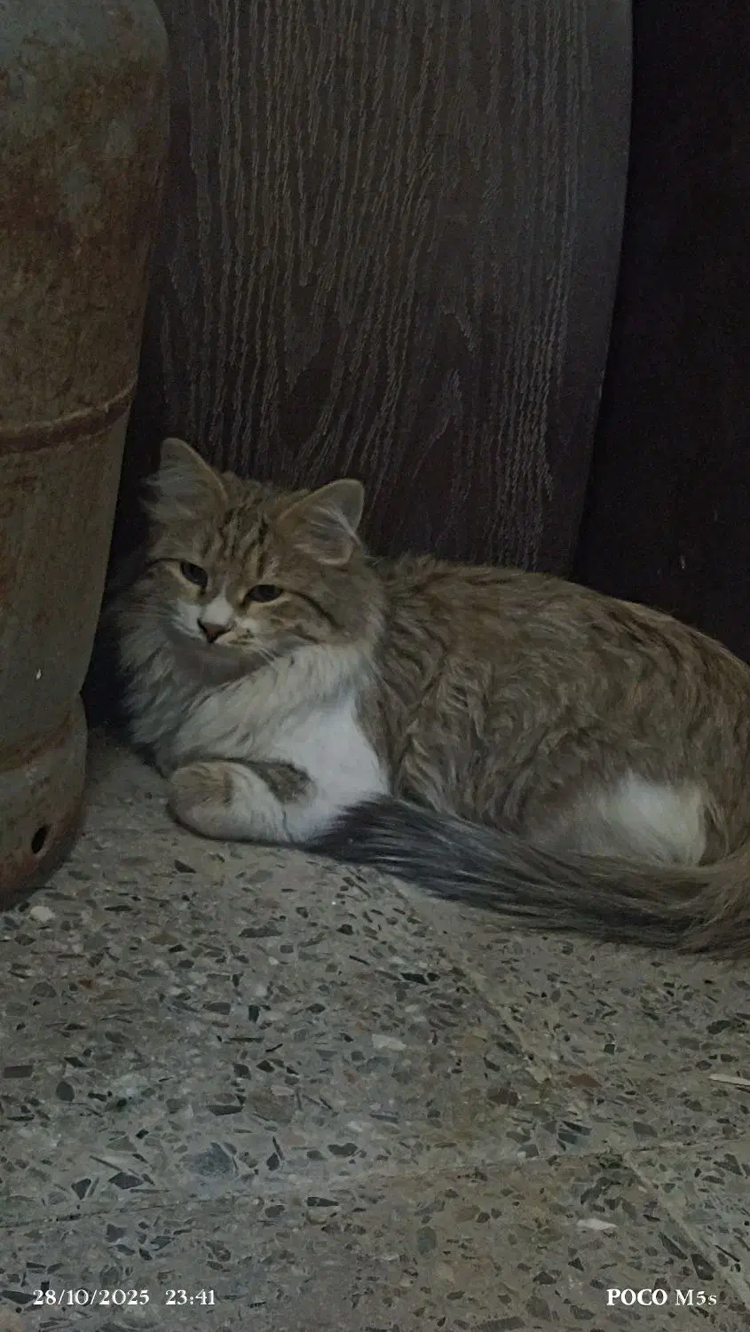 گربه پرشین سالم سلامت|گربه|زاهدان, |دیوار