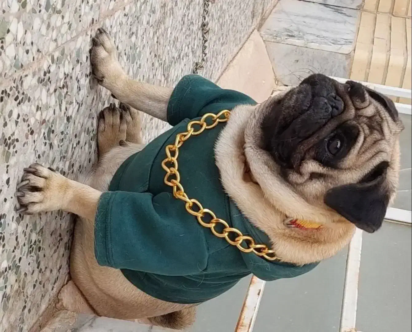 سگ پاگ...|سگ|شیراز, شهرک نیروی انتظامی|دیوار