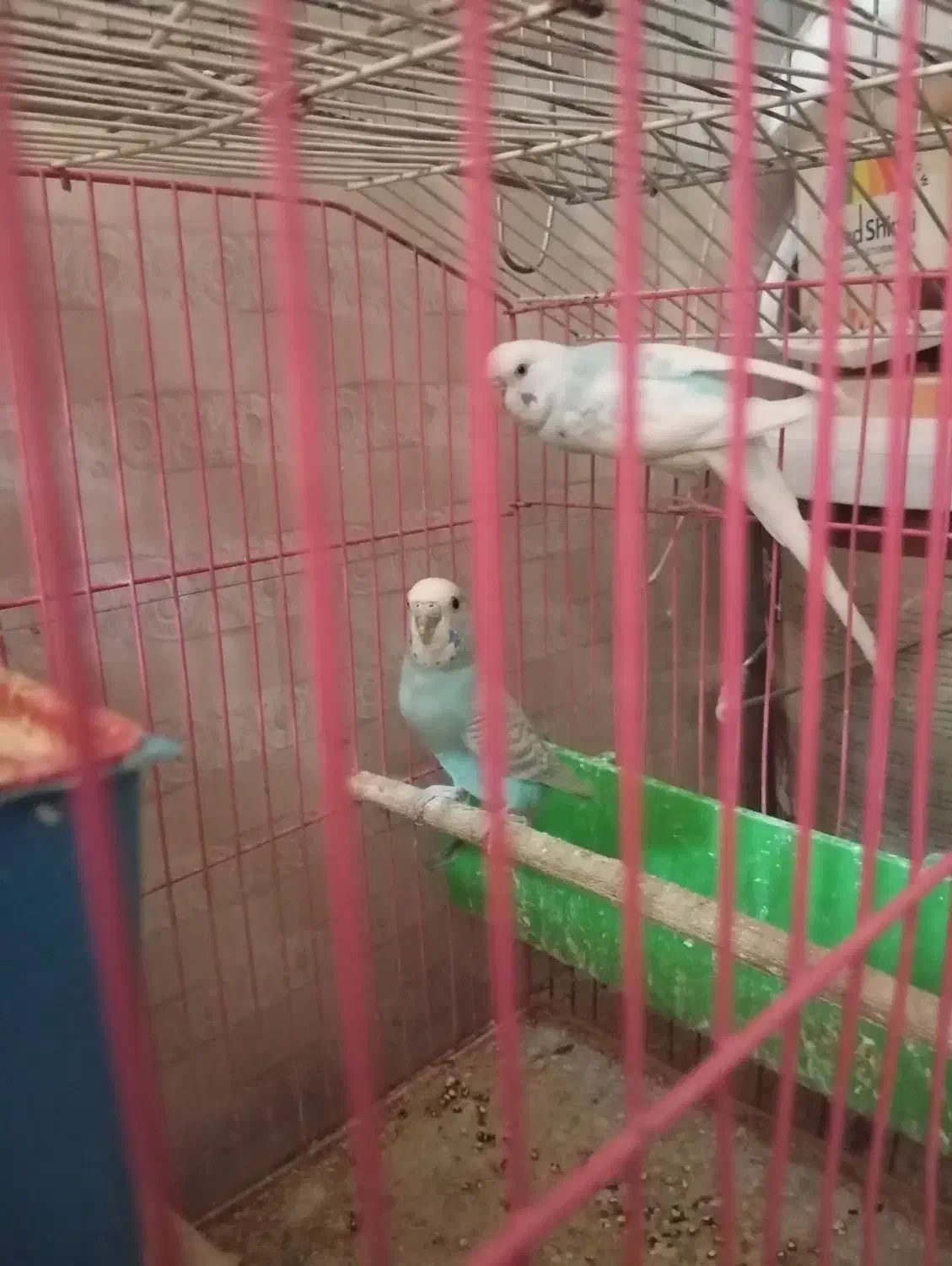 طوطی،کتوله برزیلی ،مرغ عشق|پرنده|یاسوج, |دیوار