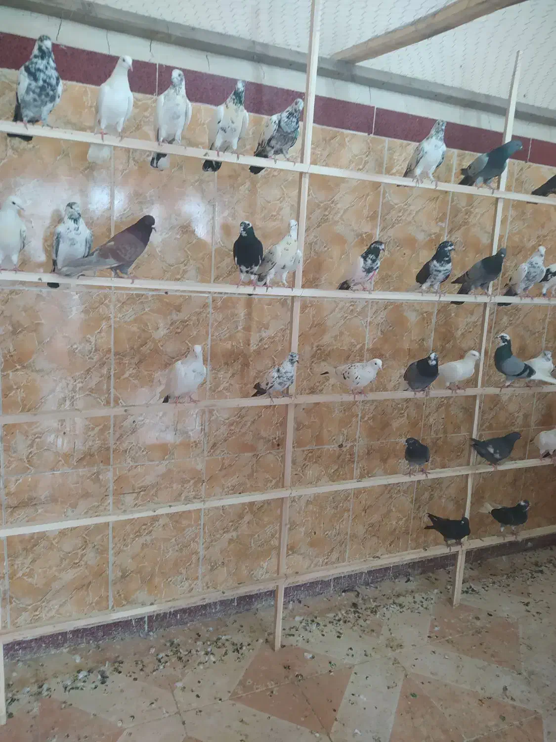 کبوتر|پرنده|پیرانشهر, |دیوار