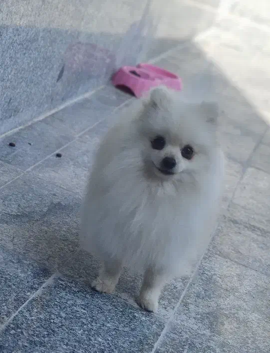 پامرانین نر|سگ|تهران, کیانشهر|دیوار