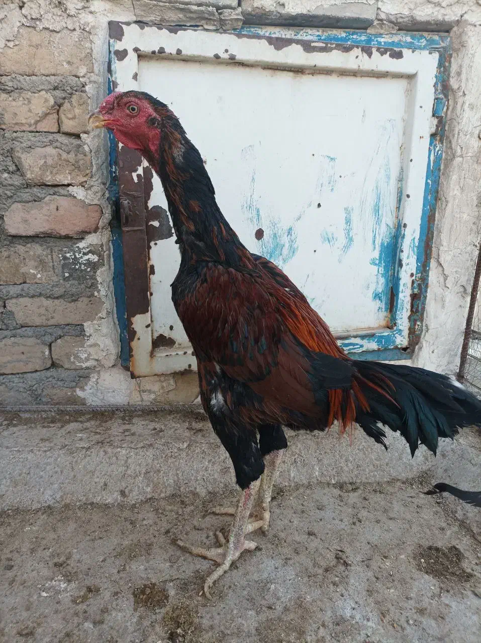 مرغ وخروس لاری|حیوانات مزرعه|هشتگرد, قاسم آباد بزرگ|دیوار