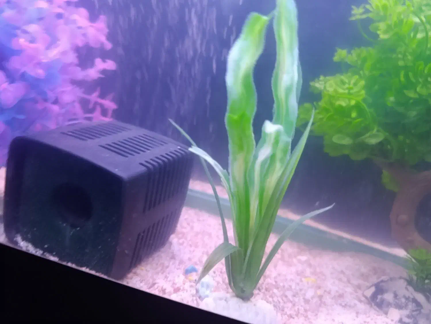 ماهی گوپی|ماهی|مشهد, شهرک بهارستان|دیوار