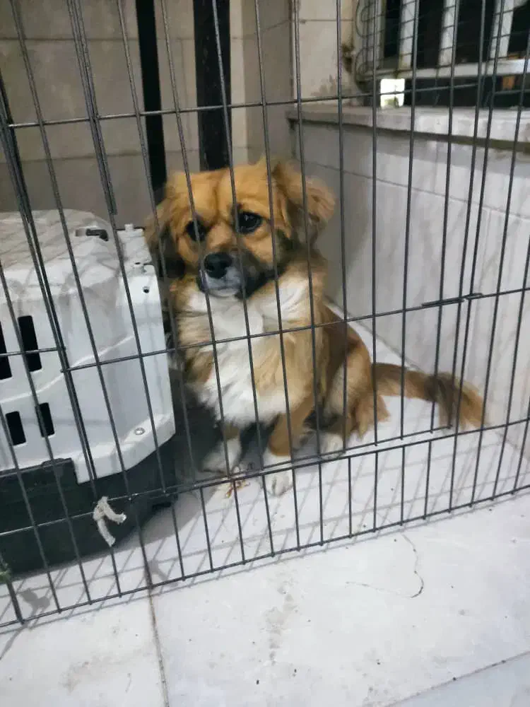 سگ اشپیتز|سگ|مشکیندشت, |دیوار