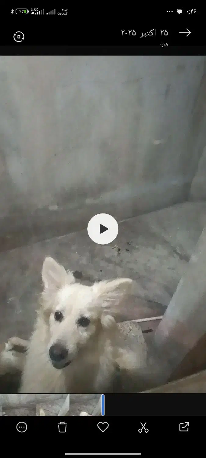 اشپیتز|سگ|گرگان, |دیوار