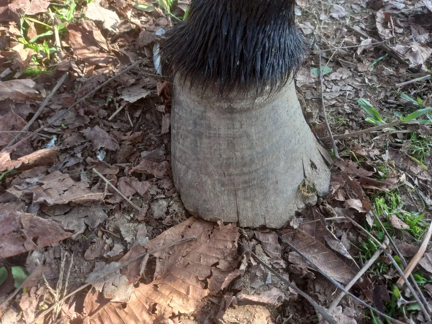 نعل بندی اسب|اسب و تجهیزات اسب‌سواری|فومن, |دیوار