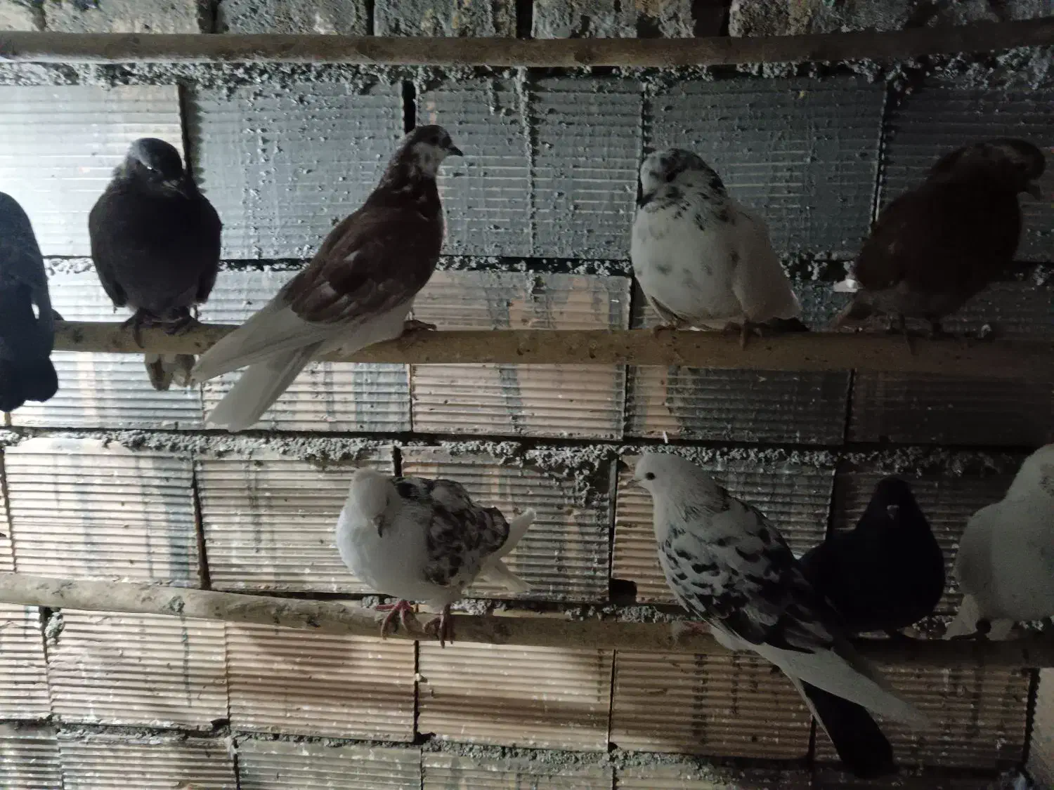 کبوتر گرفتنی عالی|پرنده|شریفآباد, |دیوار