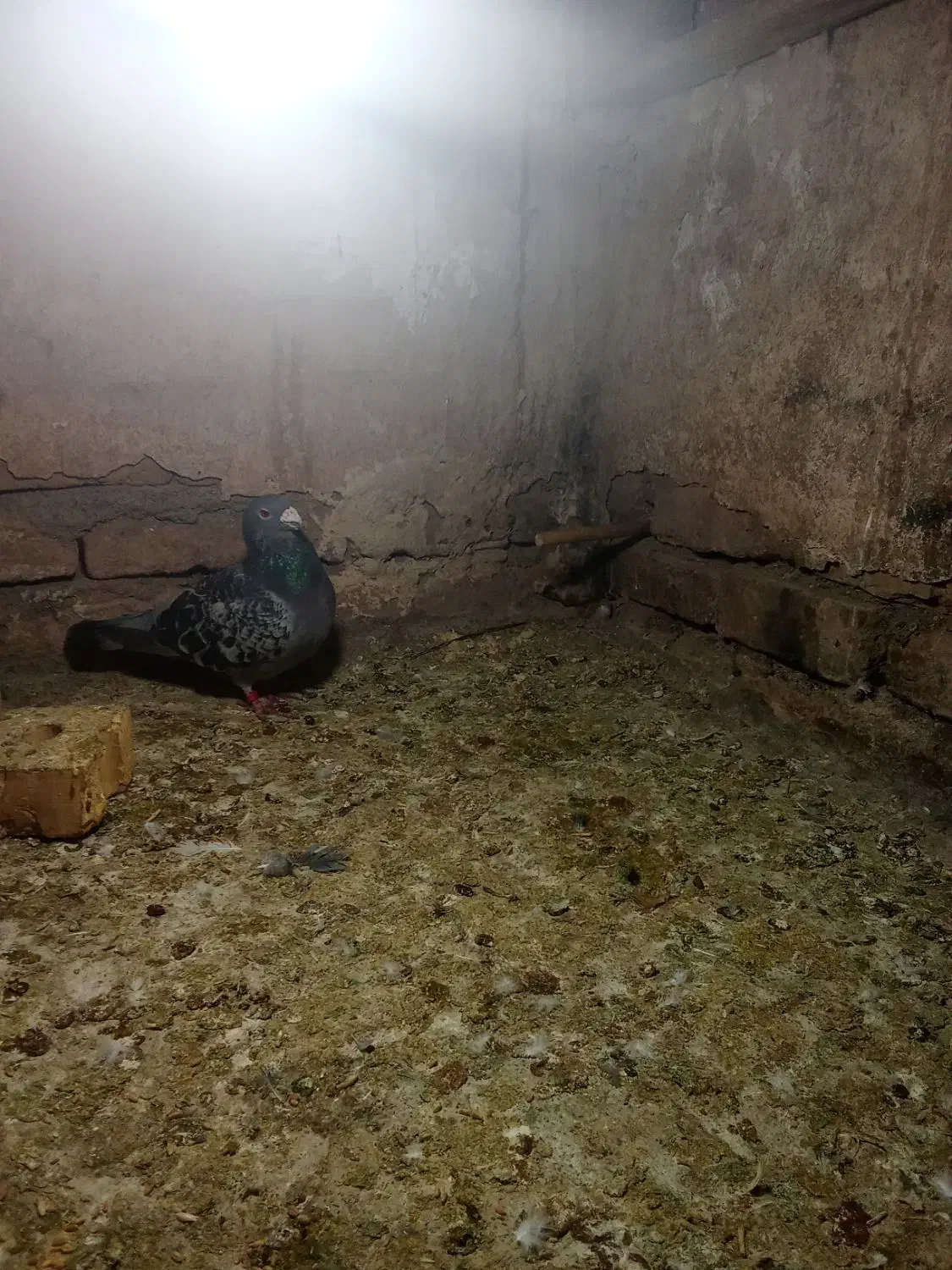 پولک|پرنده|خواف, |دیوار