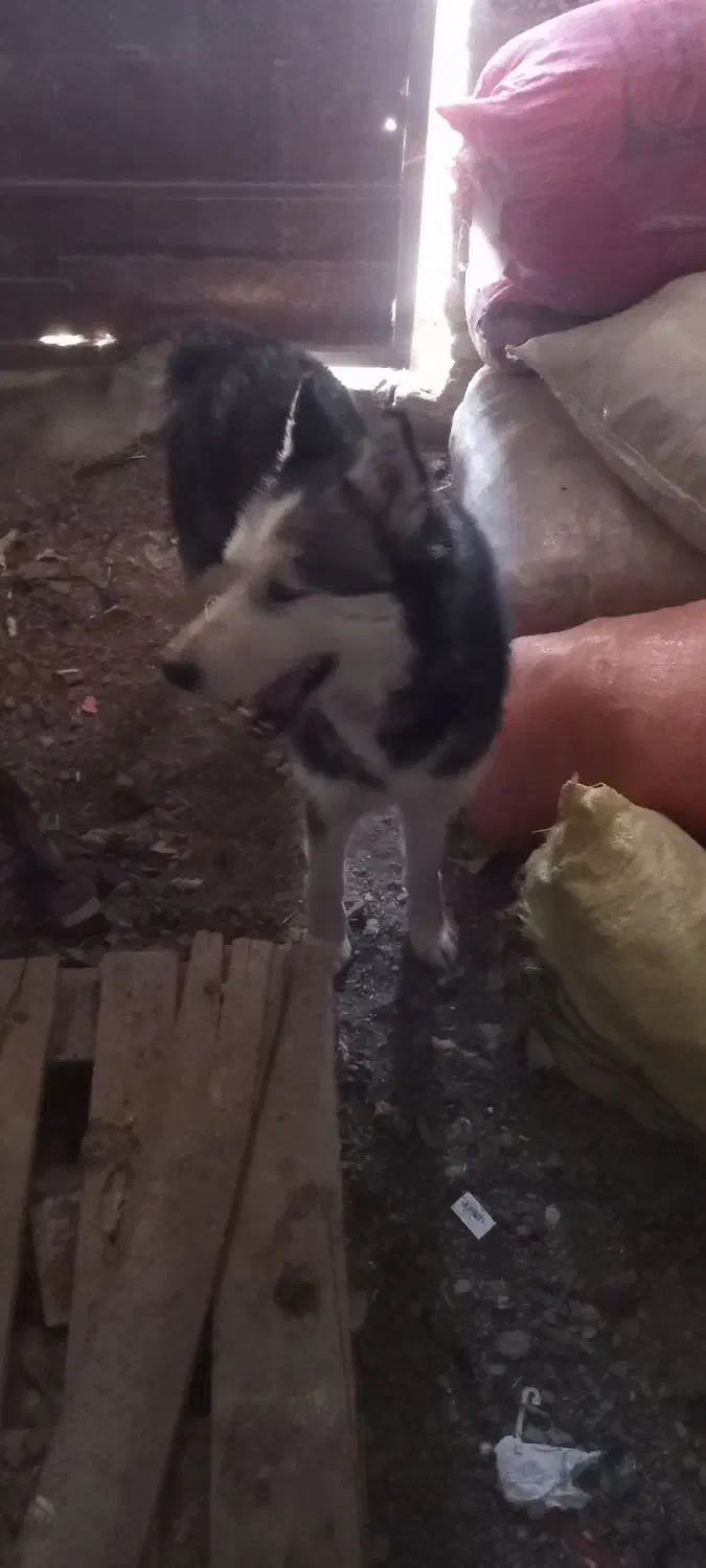 سگ حاسکی|سگ|چناران, |دیوار