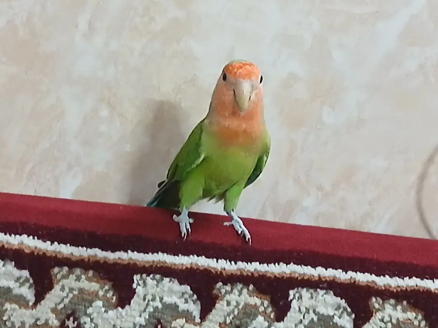 طوطی کوتوله نر|پرنده|قنوات, |دیوار