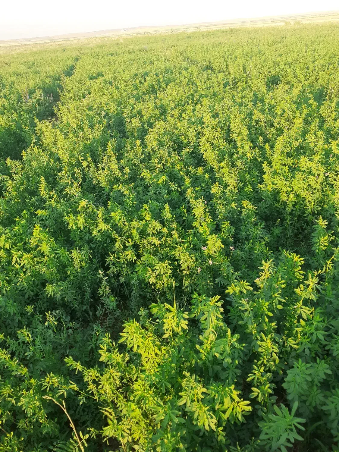 فروش یا اجاره زمین کشاورزی با سهمیه اب|فروش دفتر صنعتی، کشاورزی، تجاری|سراب, |دیوار