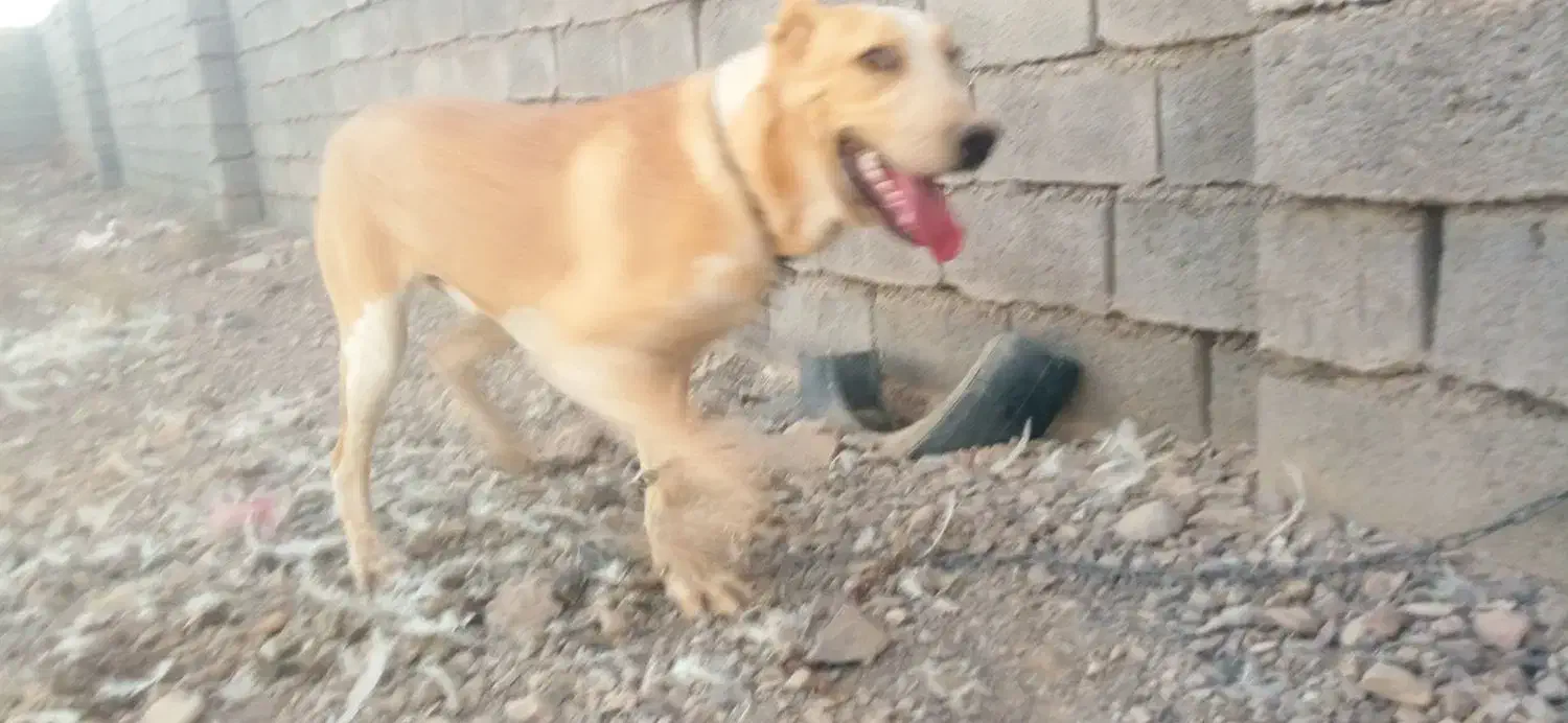 کچ دل خراسانی|سگ|کاخک, |دیوار