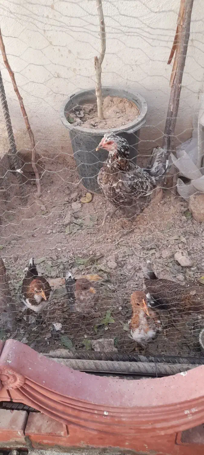 مرغ گلین|حیوانات مزرعه|قرچک, داوود آباد|دیوار