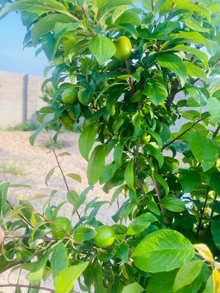 تصویر 3