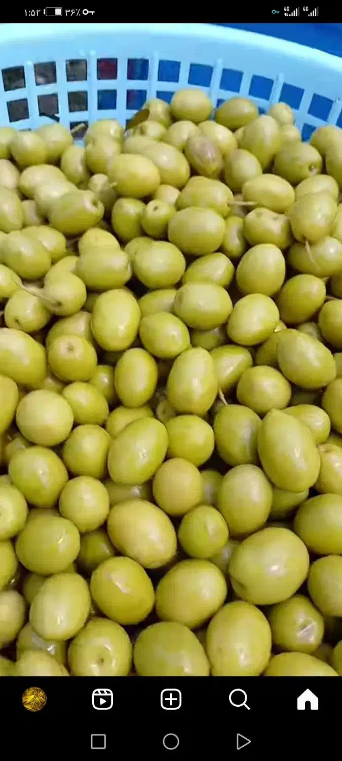 خیارشور ترشیجات زیتون|خوردنی و آشامیدنی|مشهد, حجت|دیوار