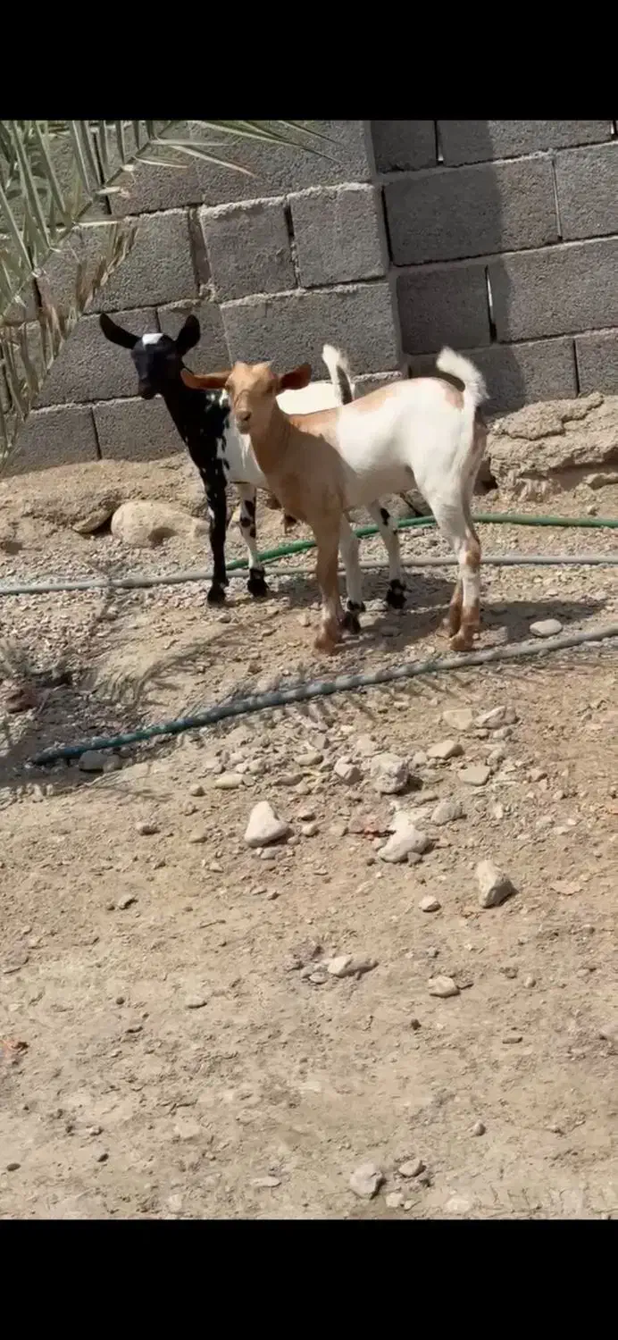 وارداتی|حیوانات مزرعه|شهرضا, |دیوار