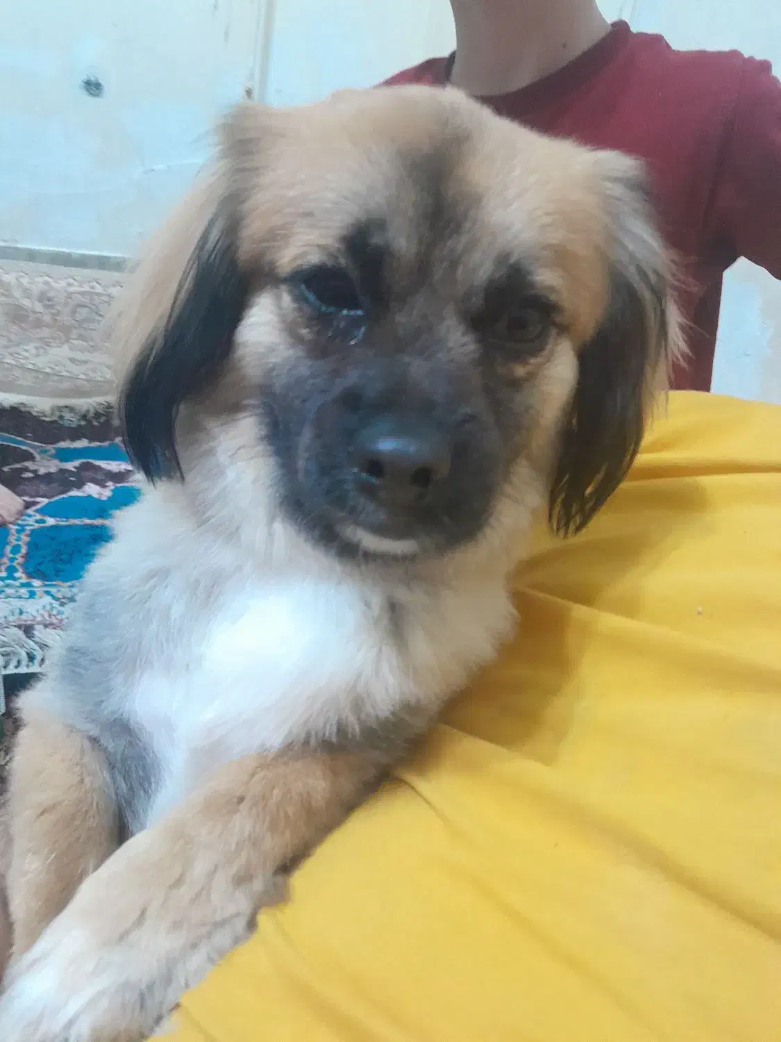 سگ گم شده مژدگانی عالی|حیوانات|خمینی‌شهر, |دیوار