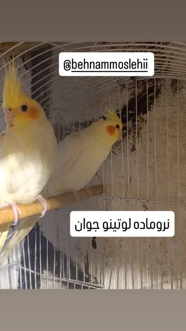 عروس هلندی نر و ماده سخنگو|پرنده|بابل, |دیوار