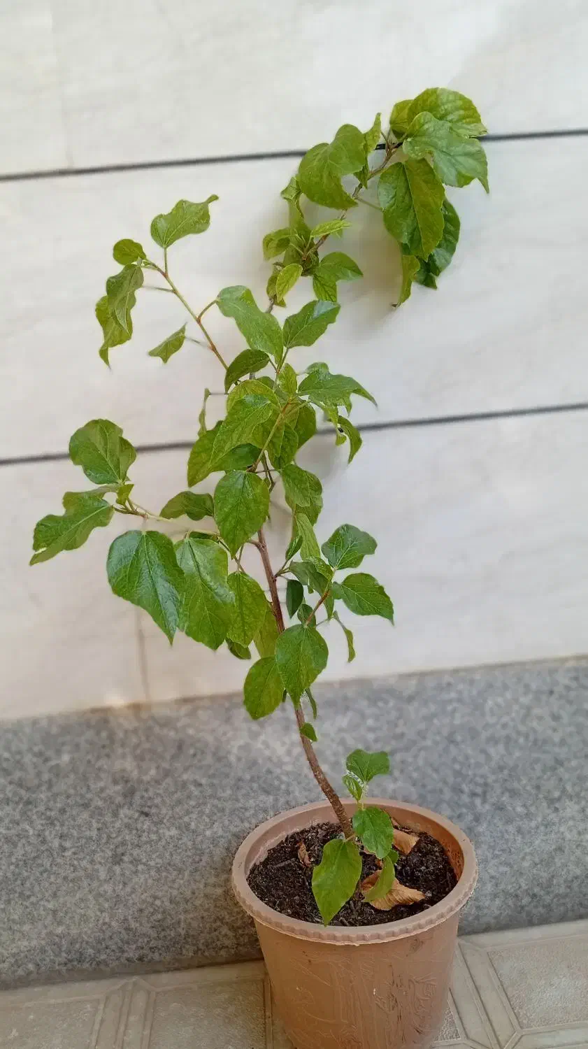 حسن یوسف|گل و گیاه طبیعی|اهر, |دیوار