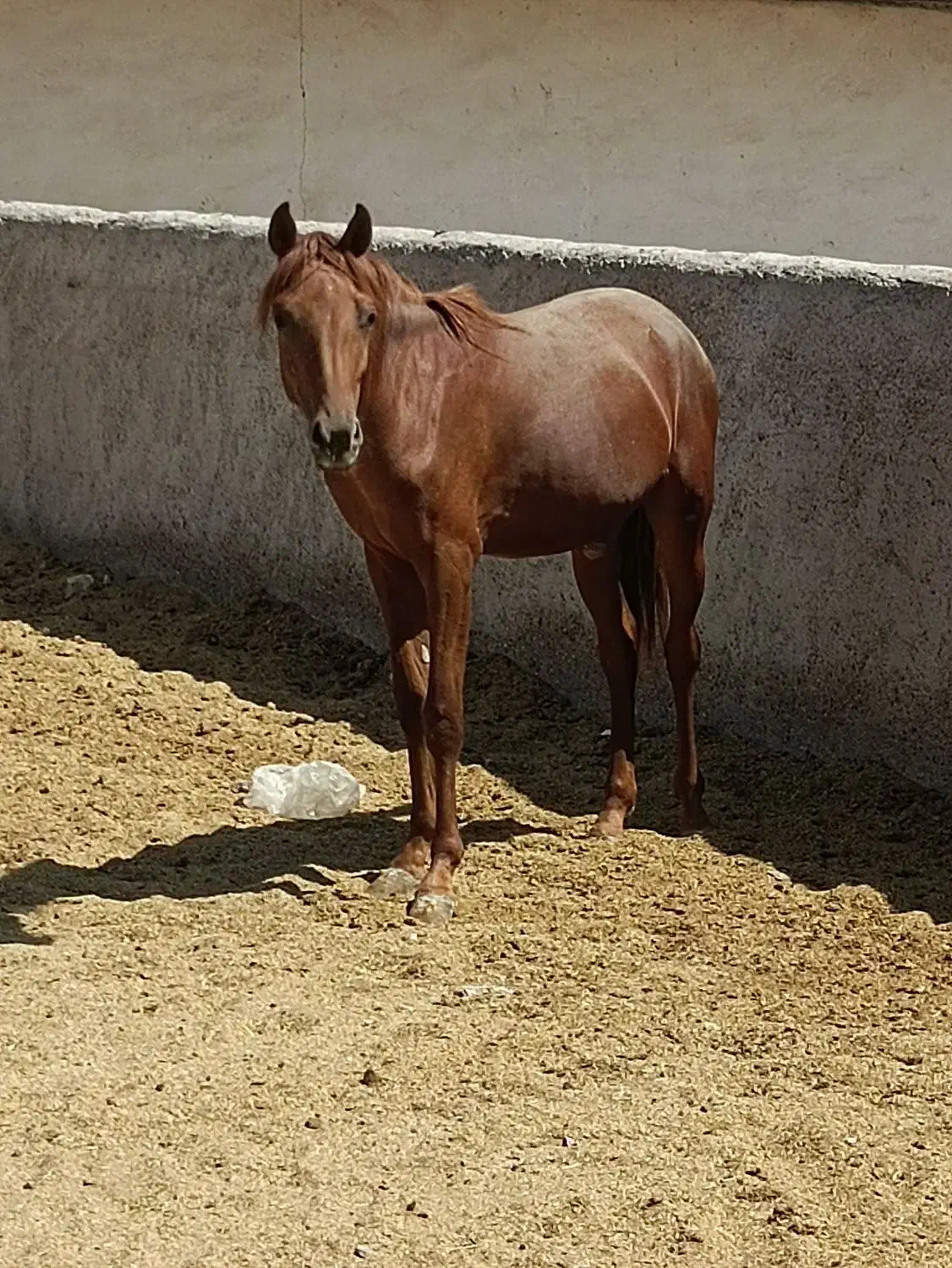 کره اسب کرد|اسب و تجهیزات اسب‌سواری|ساوه, |دیوار