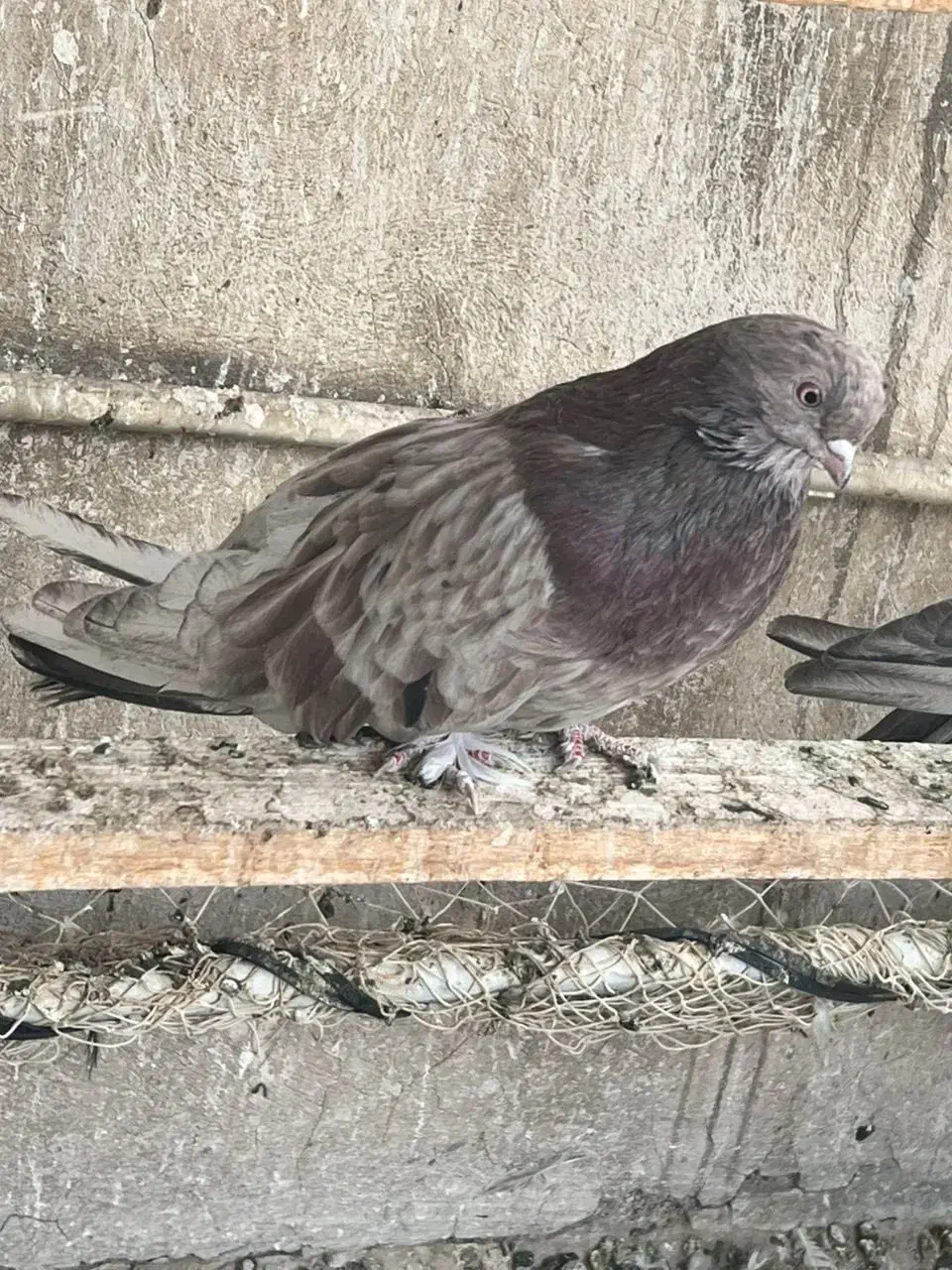 کبوتر|پرنده|تهران, فردوسی|دیوار