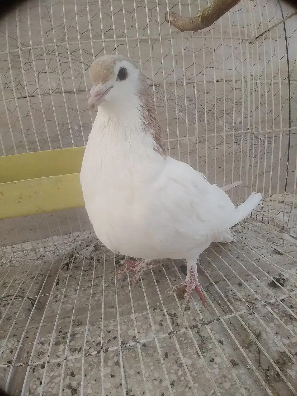 کفتر سرحال|پرنده|نیشابور, شهید بهشتی|دیوار