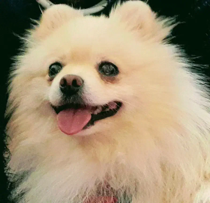 پامرانین اصیل|سگ|کرمانشاه, |دیوار