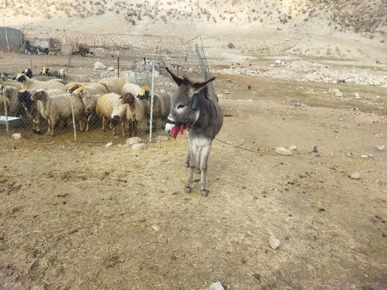 فروشی.|حیوانات مزرعه|چرداول, |دیوار