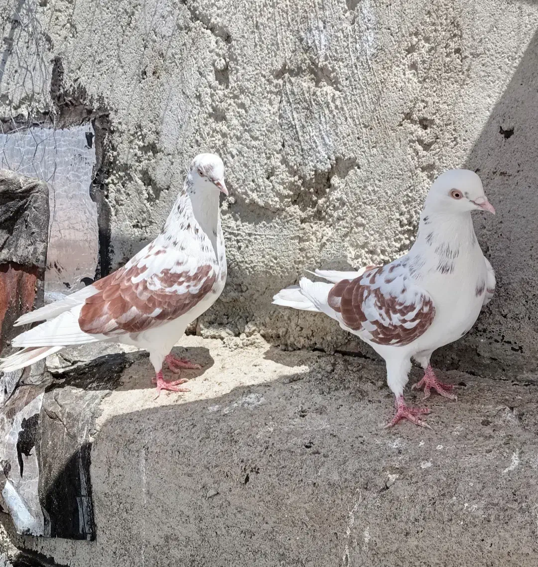 کبوتر تهرانی|پرنده|مشگین شهر, |دیوار
