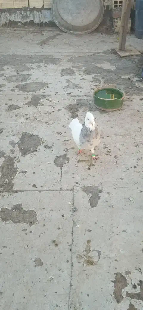 کفتر فروشی|پرنده|بم, |دیوار