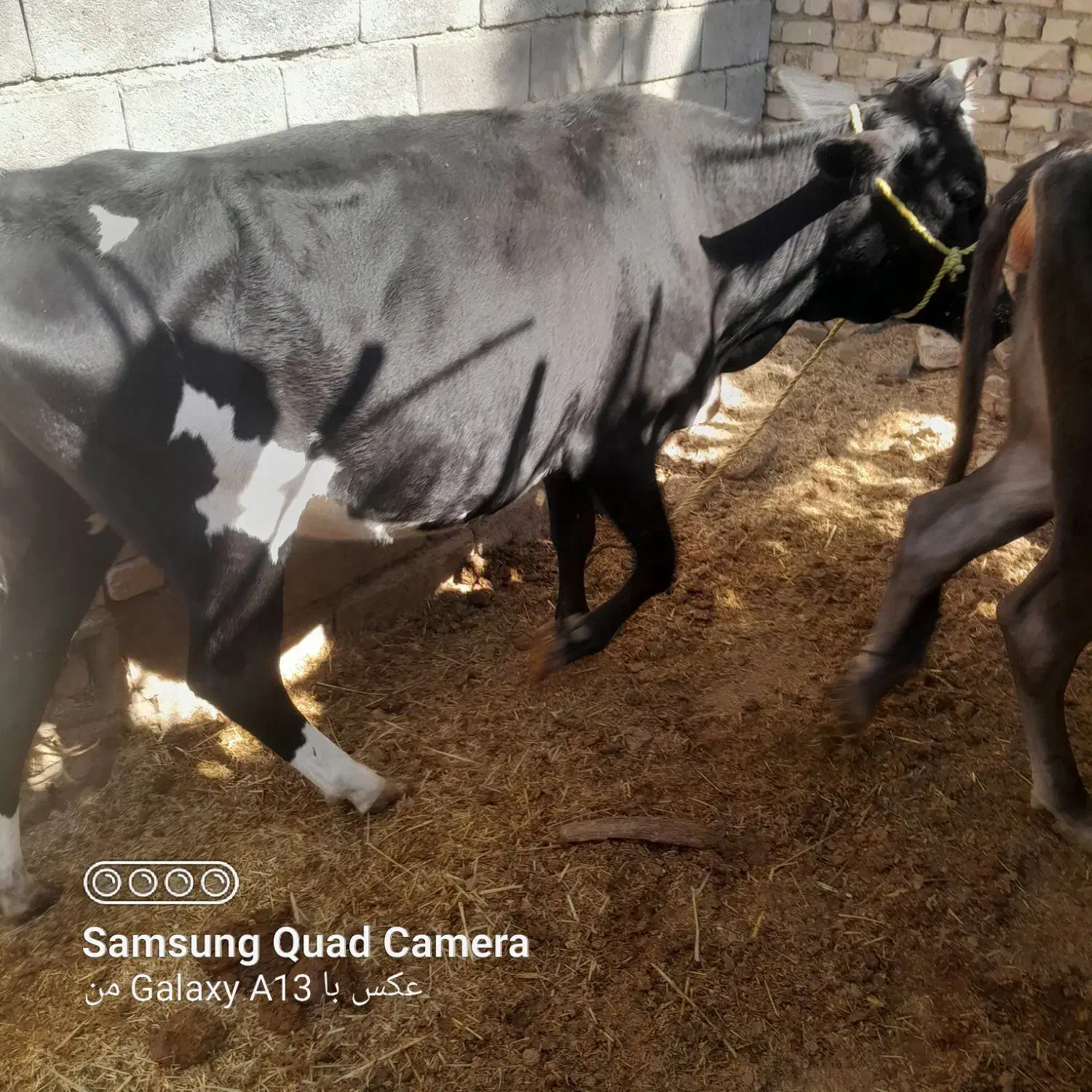 گاو وگستر ابستن|حیوانات مزرعه|سیب و سوران, |دیوار