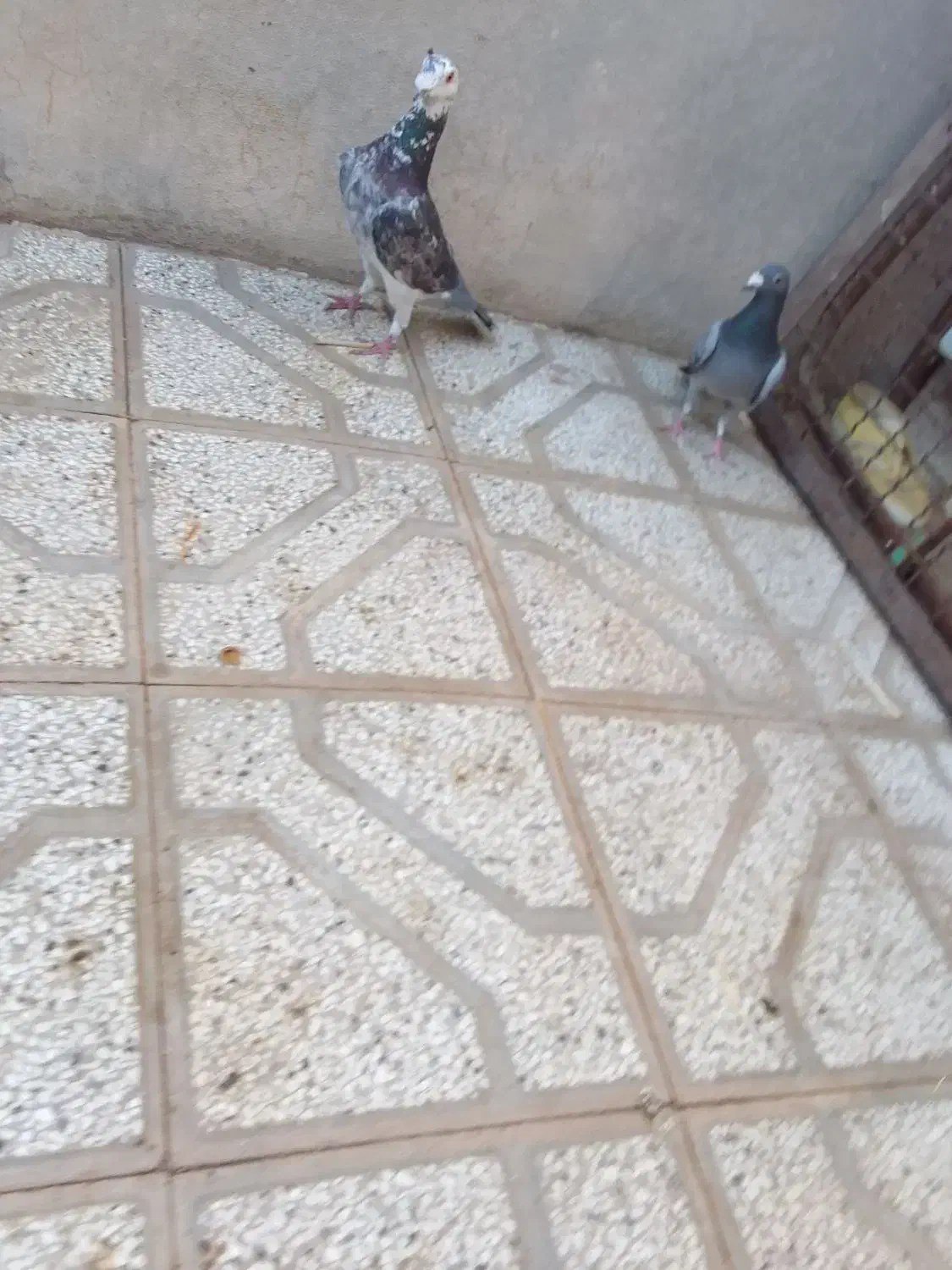 کفتر جنگنده|پرنده|فردوس (خراسان), |دیوار