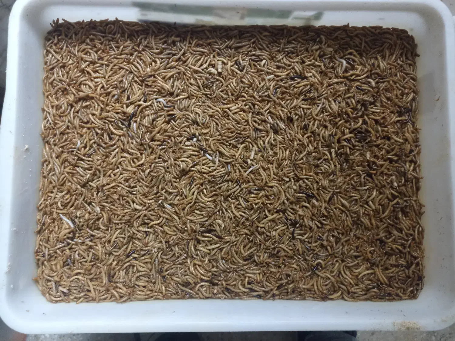 میلورم مفت|خزنده|مشهد, قائم|دیوار