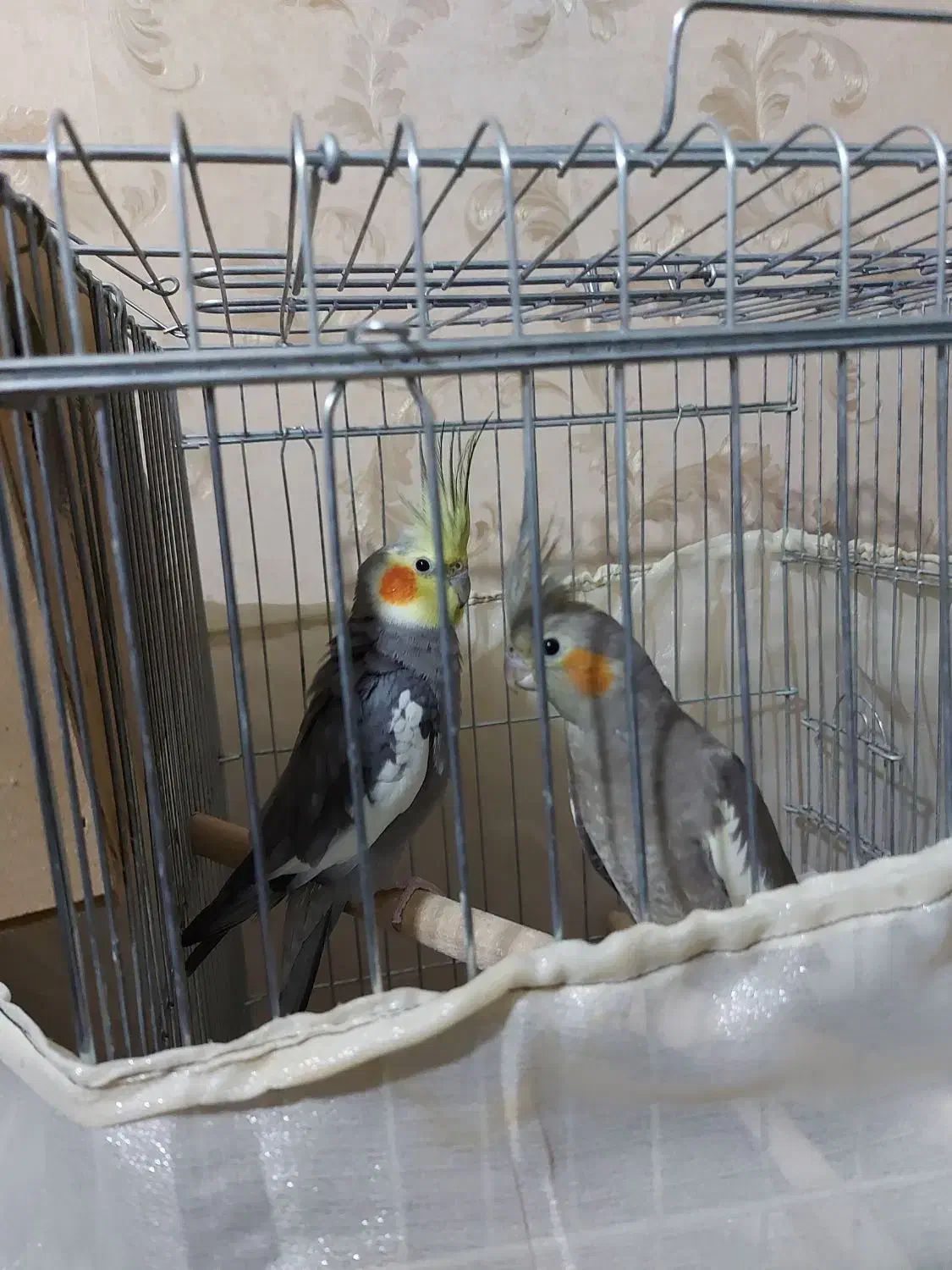 عروس هلندی مولد|پرنده|چهاردانگه (تهران), |دیوار