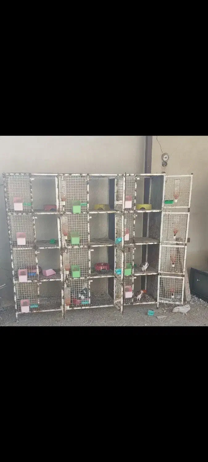 قفس بزرگ|لوازم جانبی حیوانات|کازرون, |دیوار