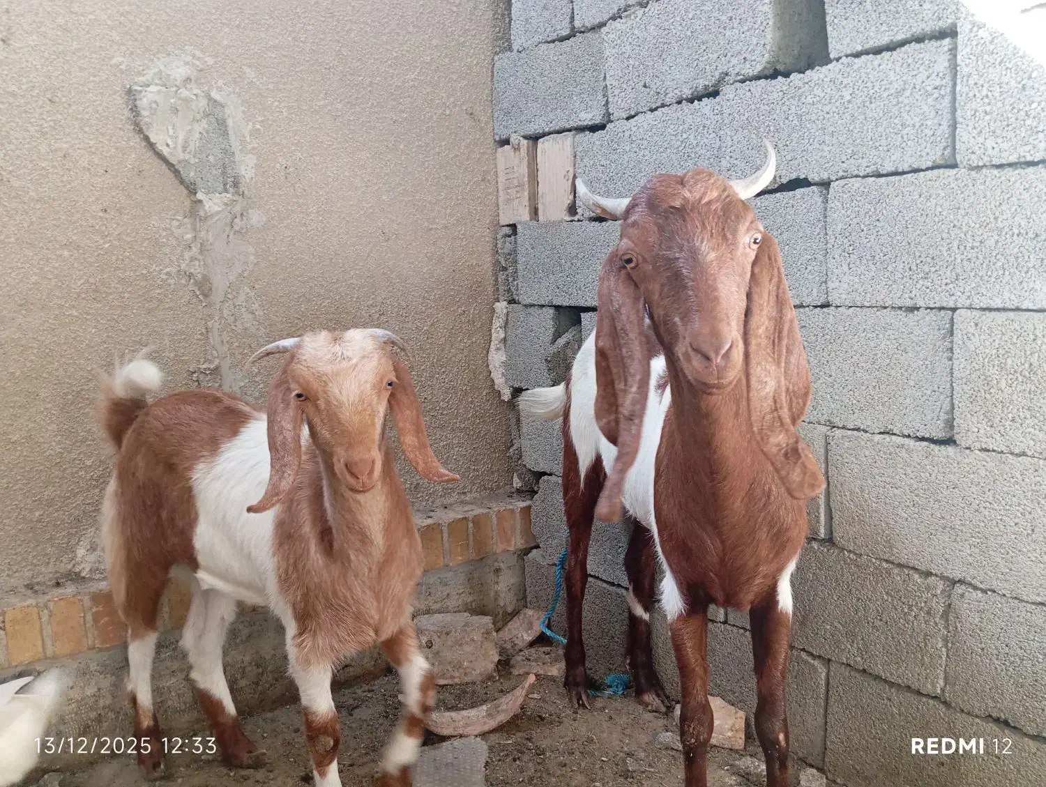 بز ماده آبستن به همراه کهره ماده حدود پنج ماهه|حیوانات مزرعه|نیک شهر, |دیوار