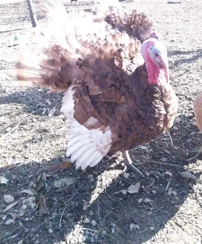 پنج عدد بوقلمون دو ساله نژاد بوربون ارگانیک|حیوانات مزرعه|سقز, |دیوار