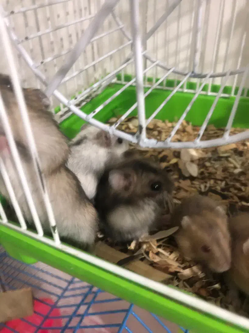 همستر کمپل|موش و خرگوش|تهران, سبلان (لشگر)|دیوار