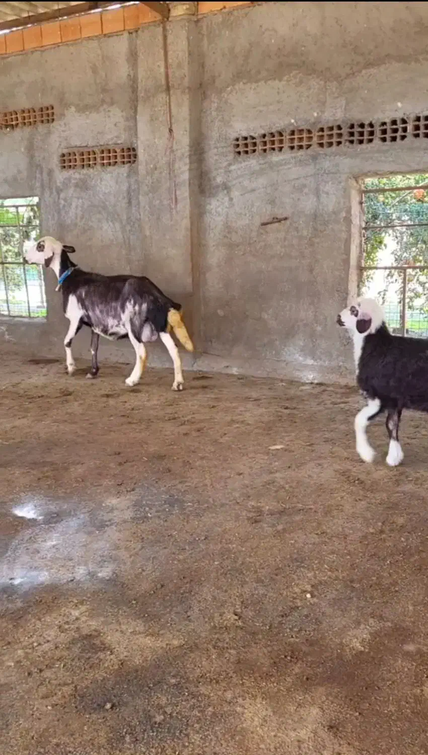 بره دار بروجردی عروسک|حیوانات مزرعه|آق قلا, |دیوار