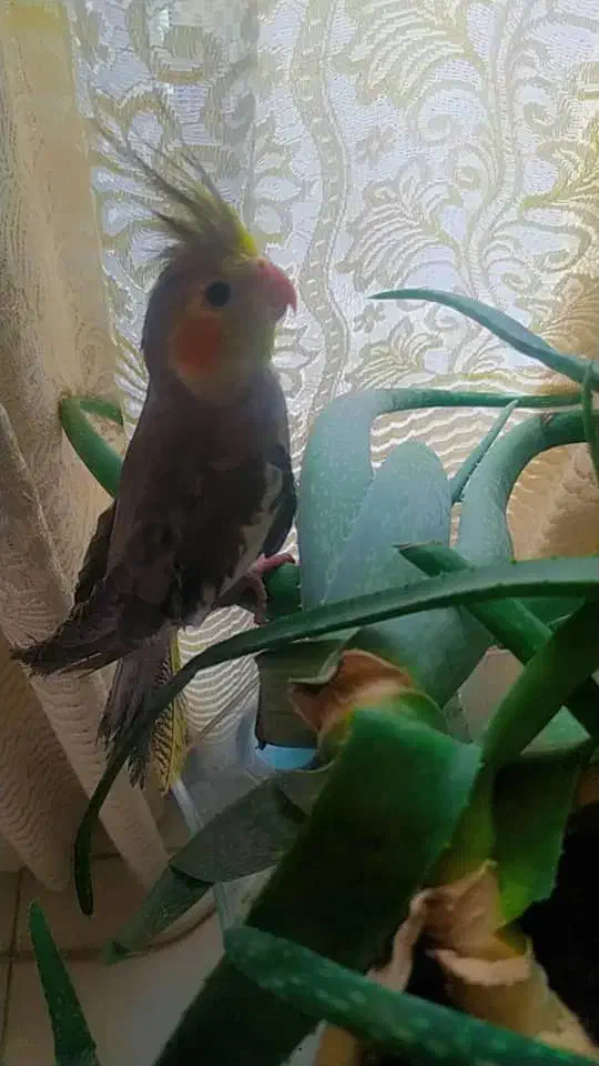 عروس هلندی|پرنده|محمدیه-قزوین, |دیوار