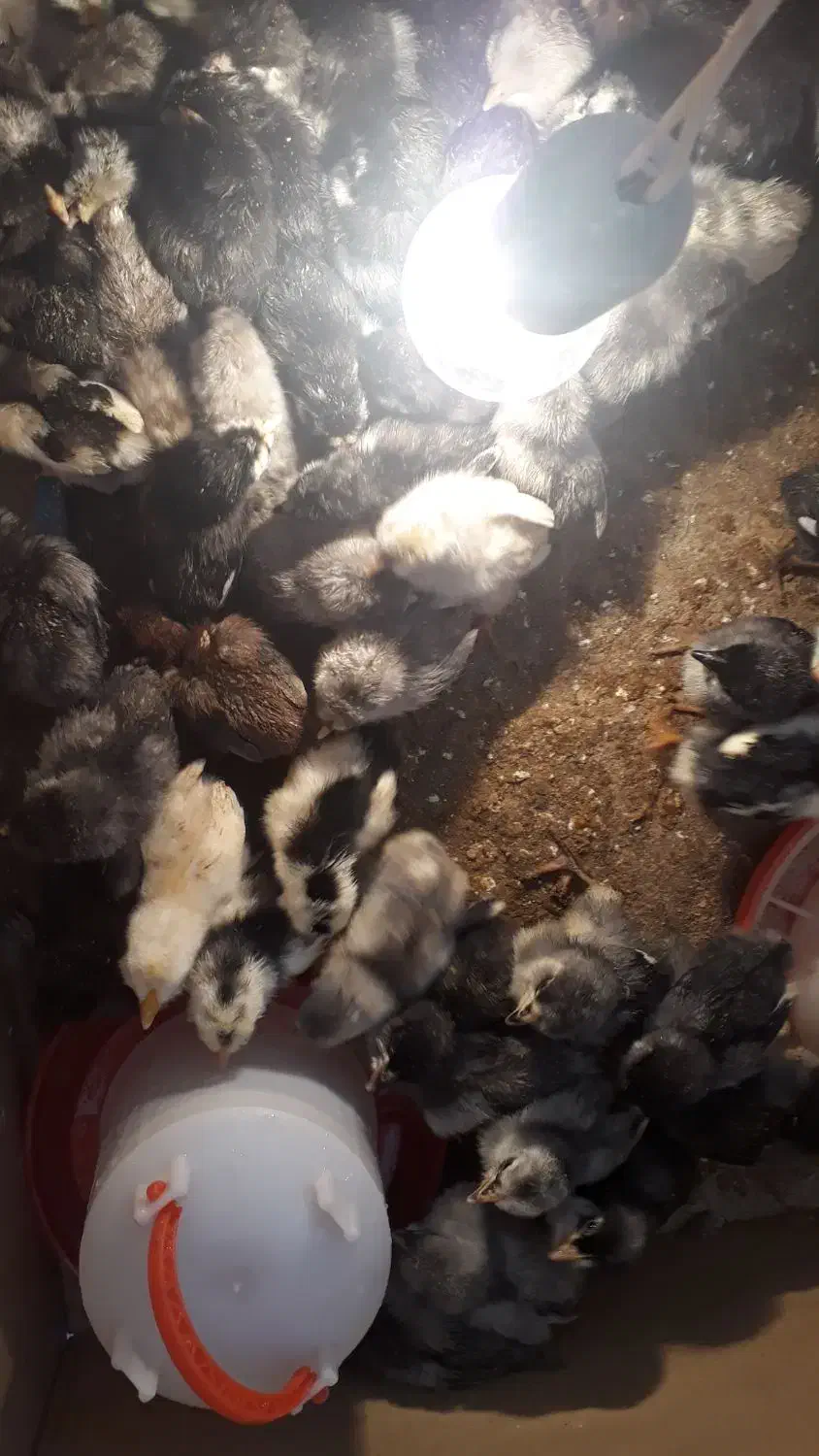 جوجه گلین|حیوانات مزرعه|بروجن, |دیوار