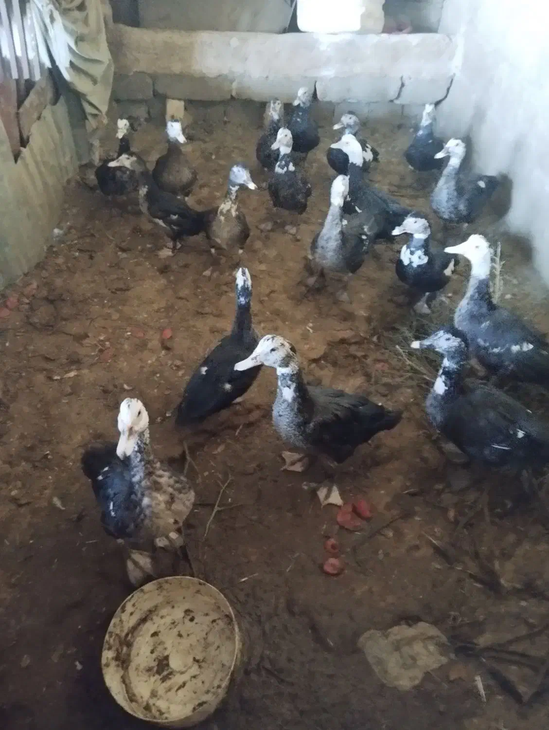 اردک اسرائیلی|حیوانات مزرعه|صحنه, |دیوار