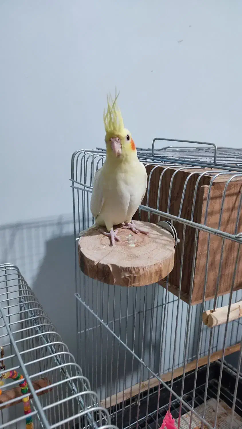 عروس هلندی دوماه،دون خور|پرنده|پردیس, فاز ۴|دیوار