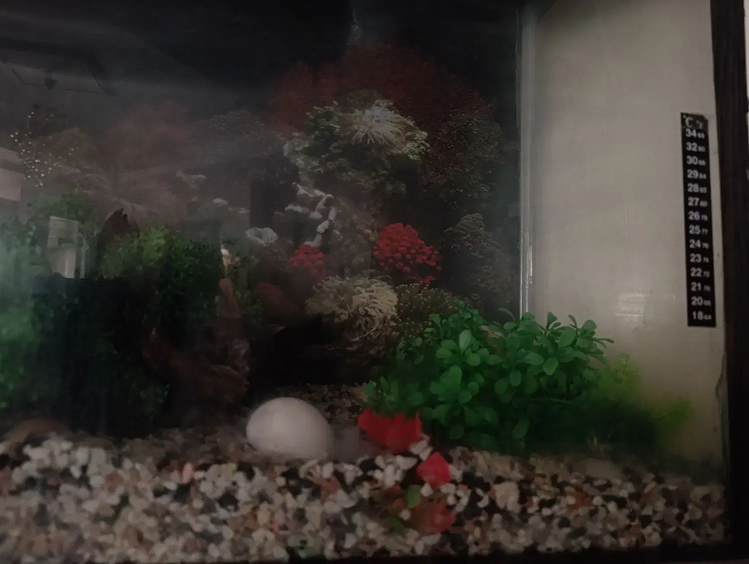 آکواریوم به همراه وسایل و کمد ام دی اف|ماهی|قدس, شهرک فرزان|دیوار