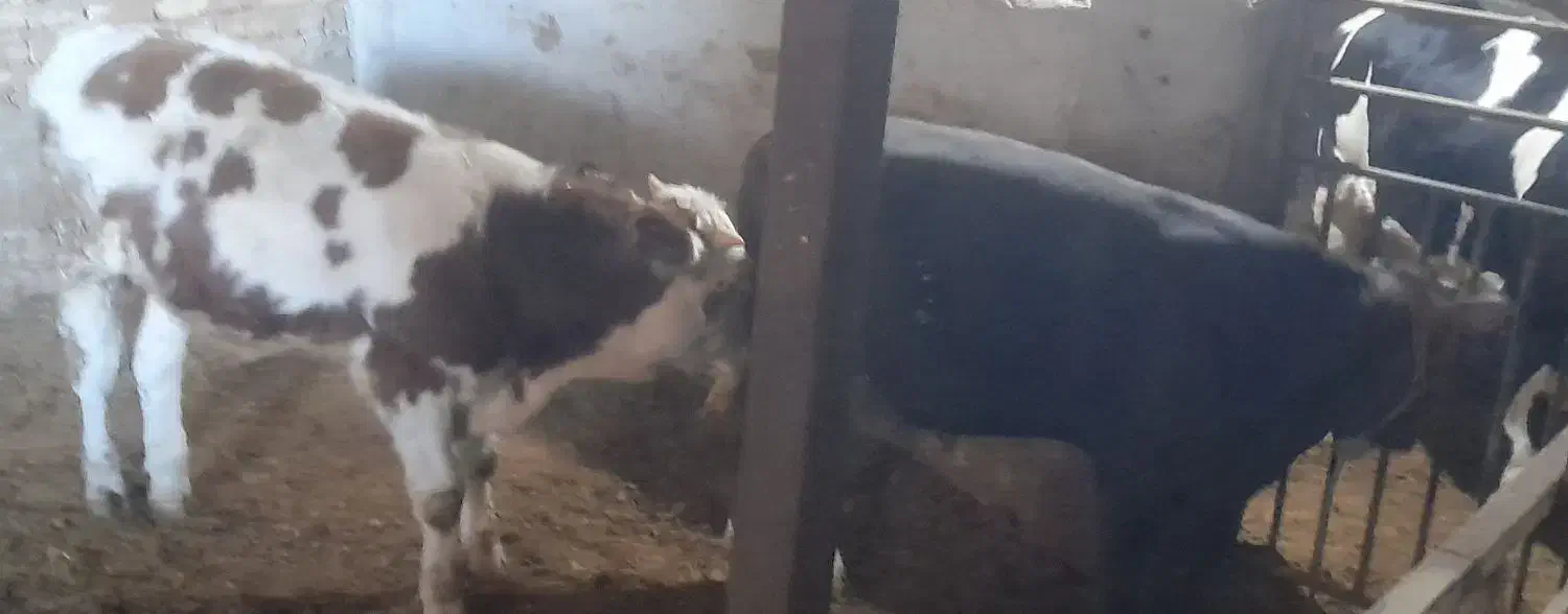 گوساله نرسیمینتال|حیوانات مزرعه|اسدآباد, |دیوار