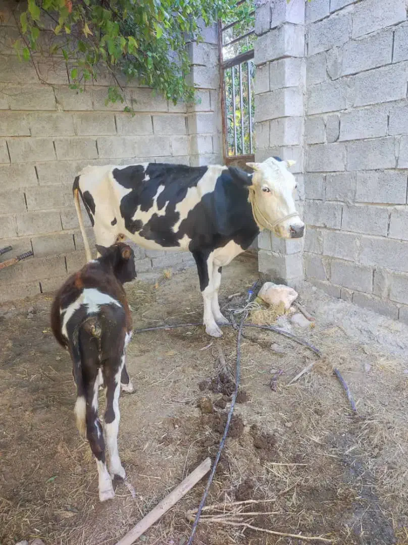 فروش گاو آبستن با گوساله|حیوانات مزرعه|میناب, |دیوار