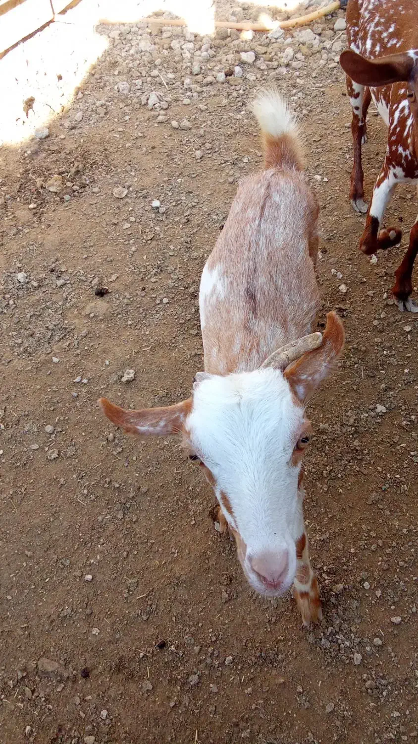 گیسه ماده|حیوانات مزرعه|قشم, |دیوار