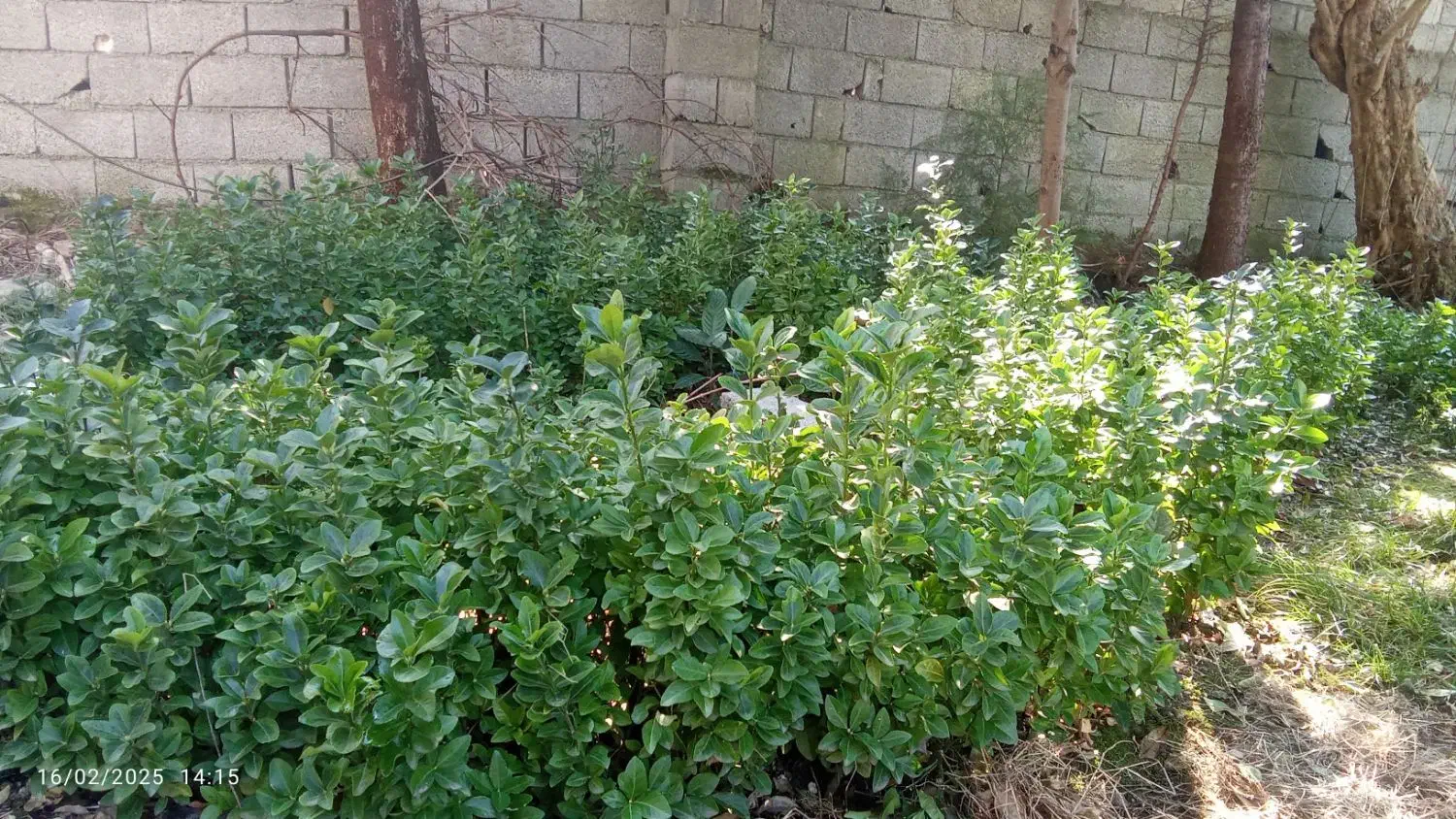 گل شمشاد طلایی|گل و گیاه طبیعی|نوشهر, |دیوار