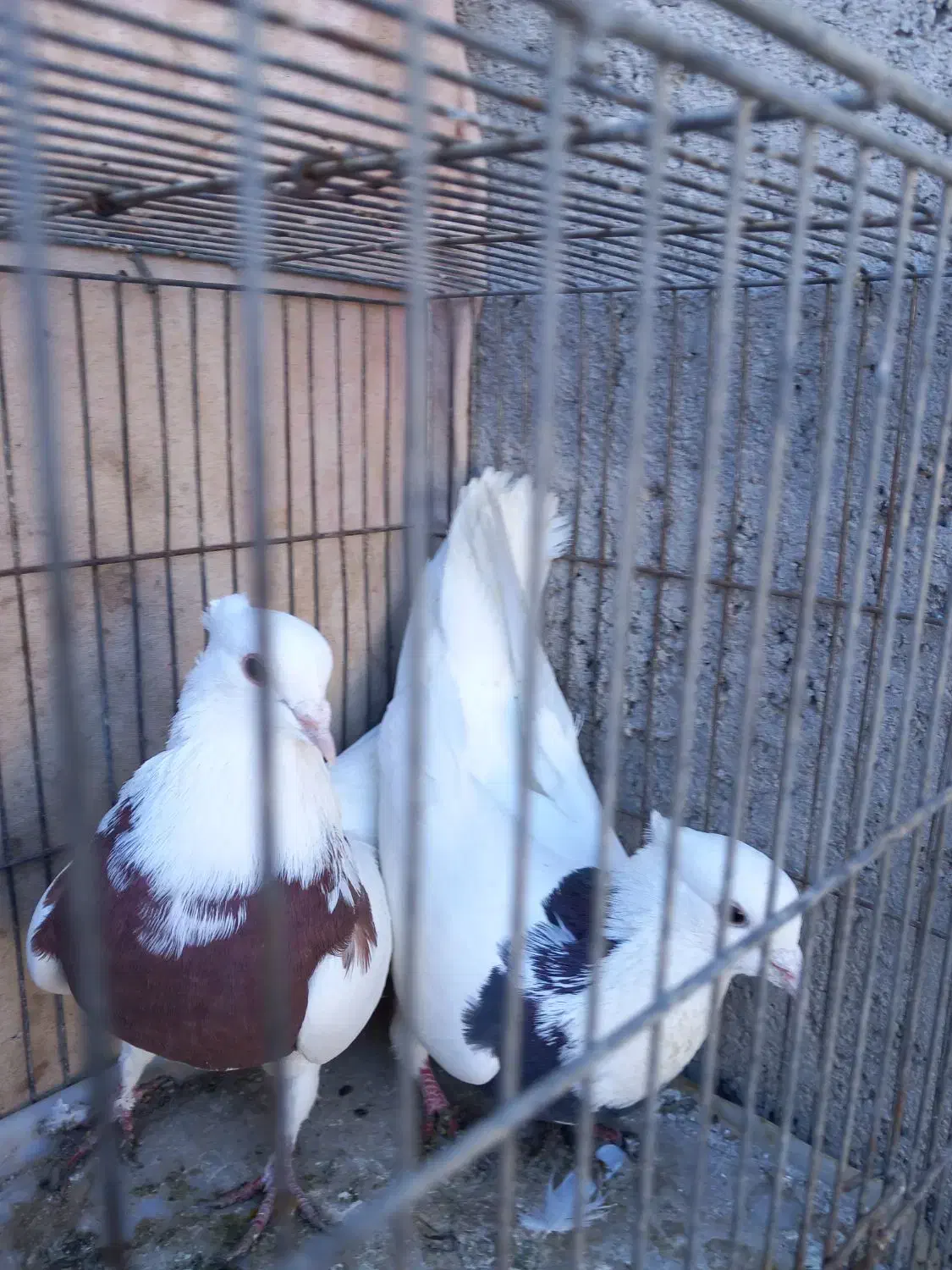 طوقی|پرنده|سامان, |دیوار